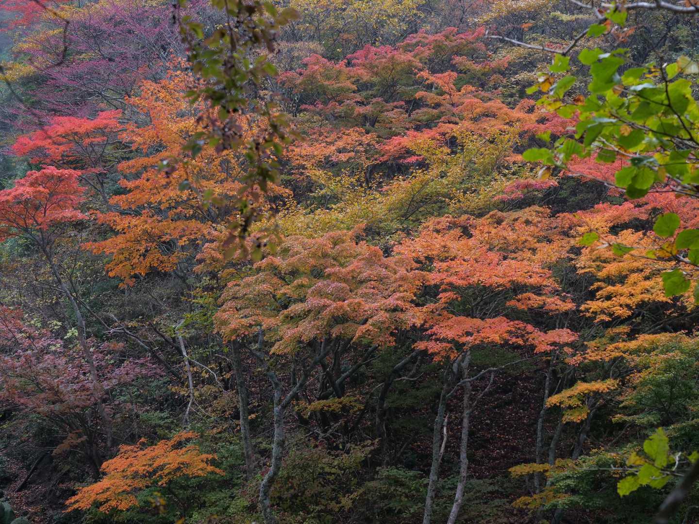 早くも綺麗な紅葉🍁