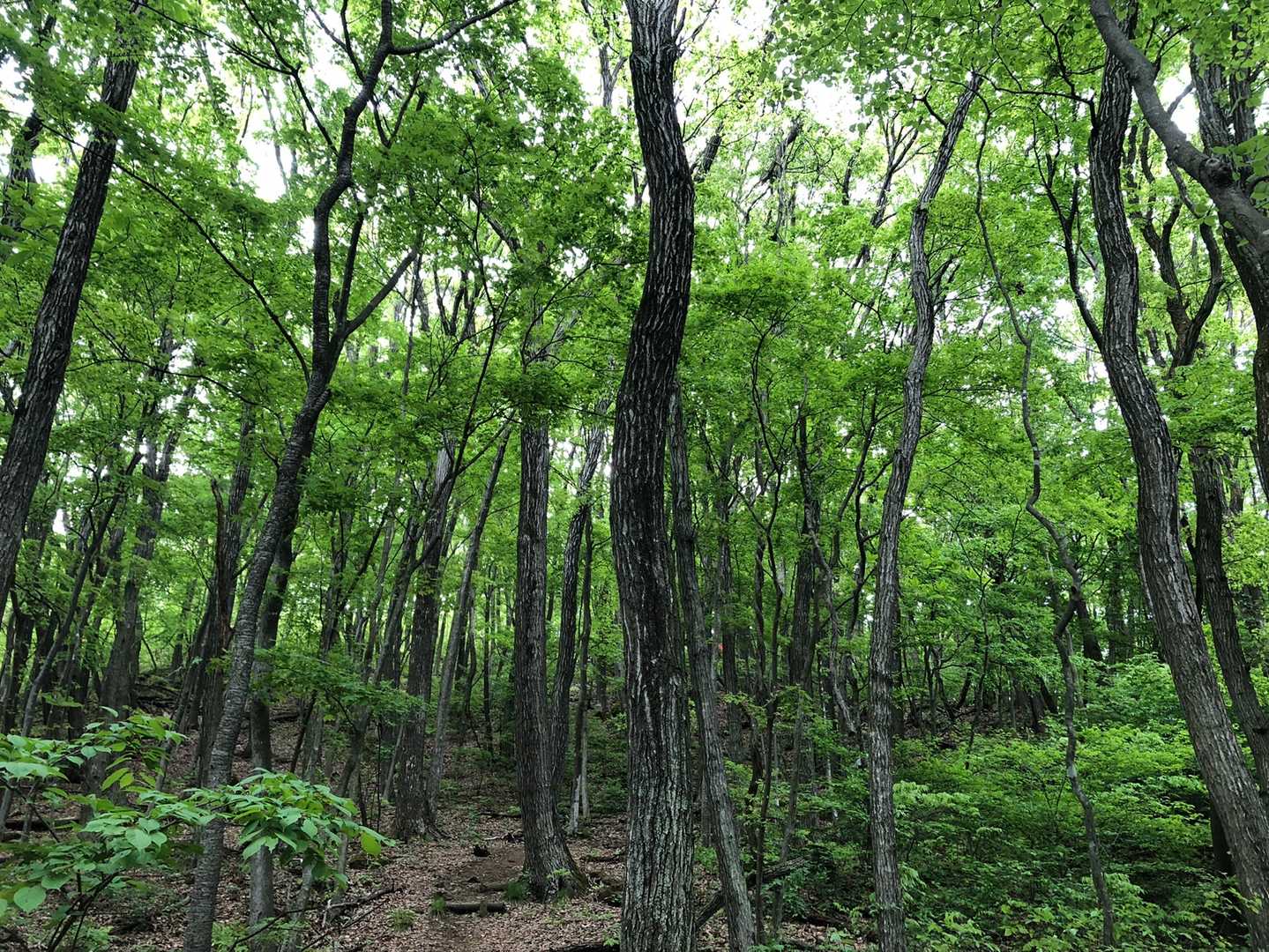 もう少し天気よければまた違うのだろうけれど、やはり緑が綺麗〜。