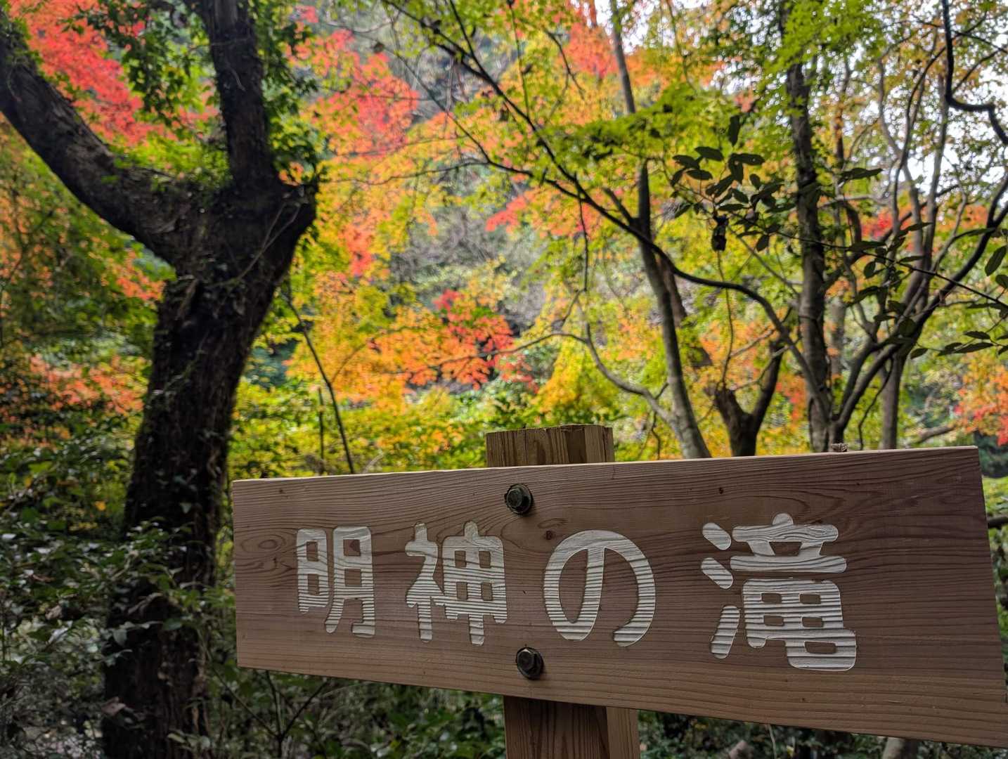 おっ！色付いてる😃