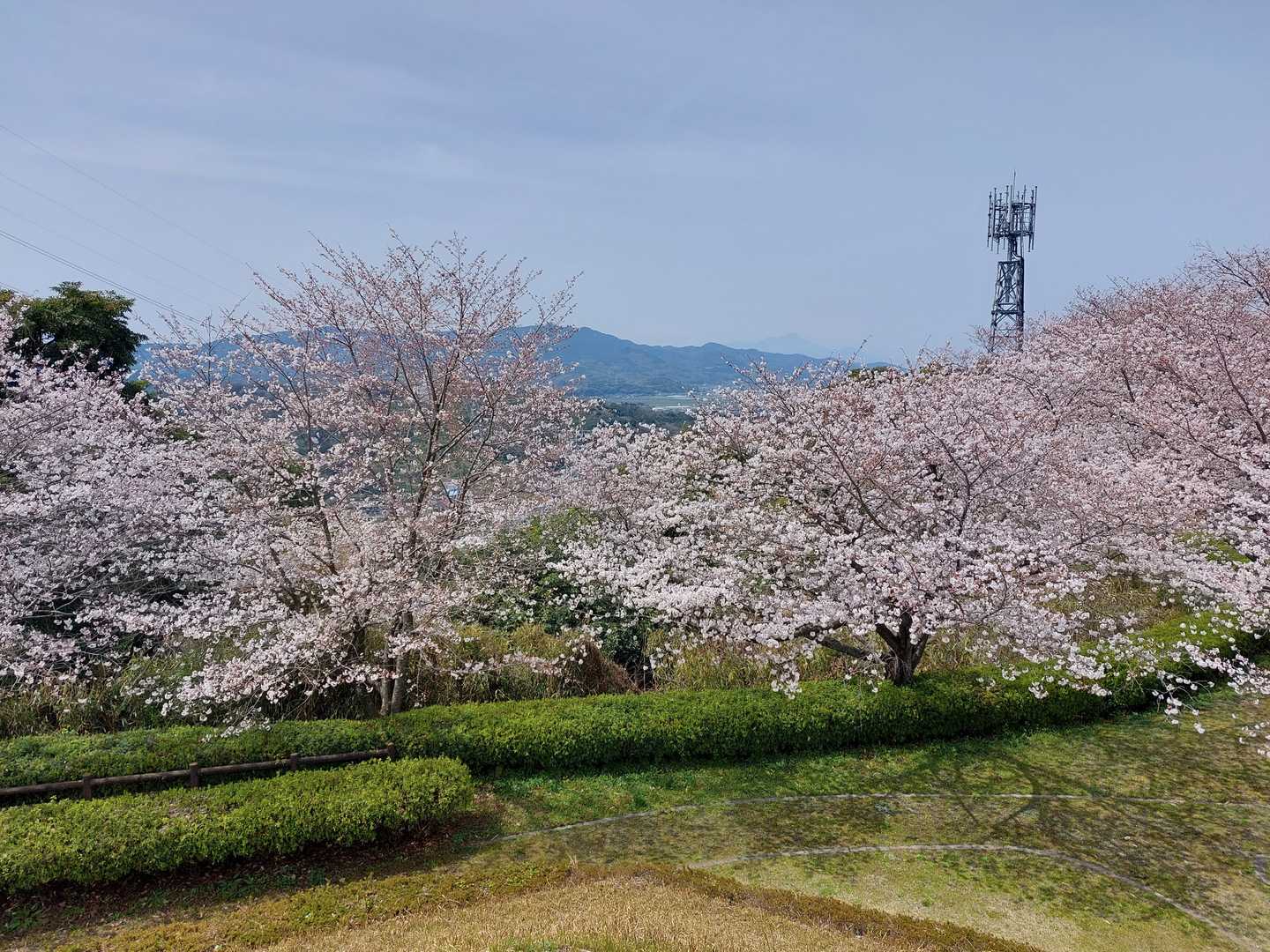 三角点から見下ろす風景。桜の向こうに僅かに映る松橋の街並み。
直ぐ下山する。
