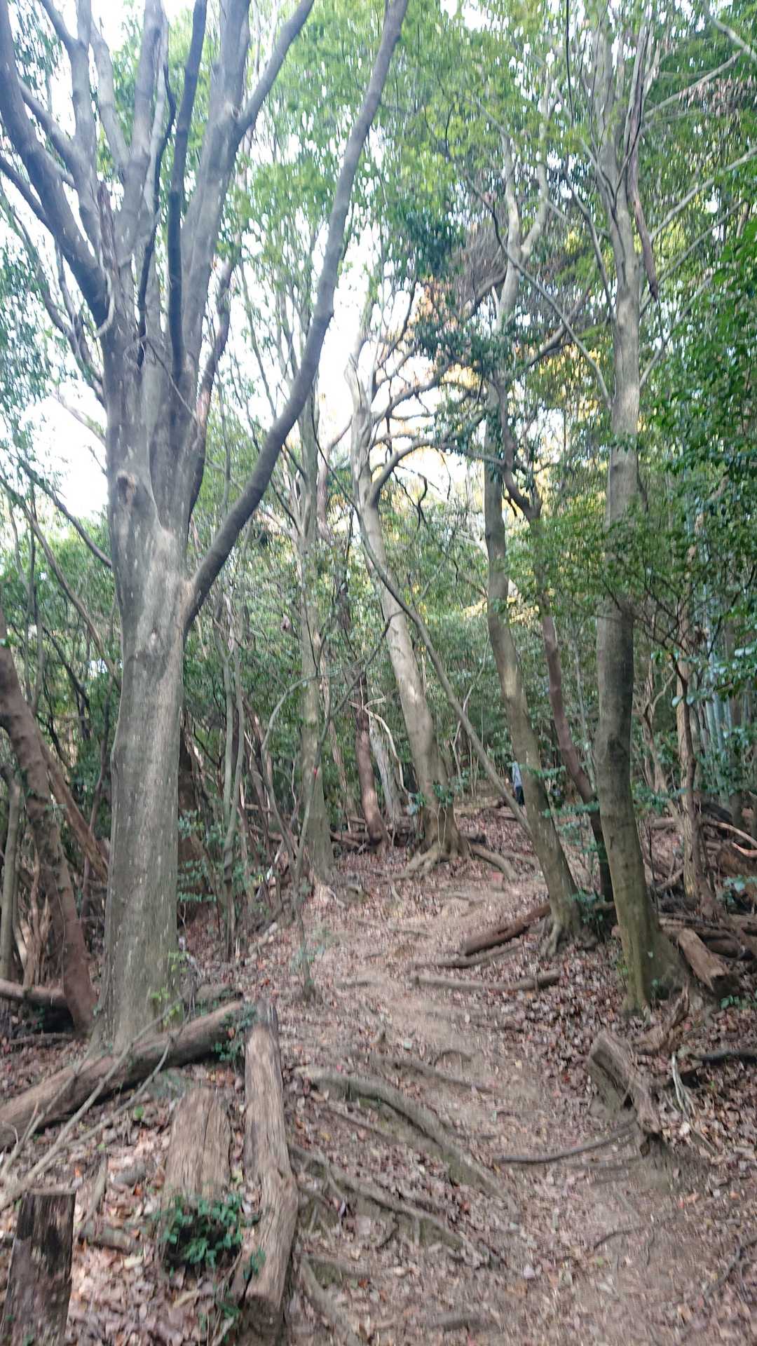 山道も撮っておく