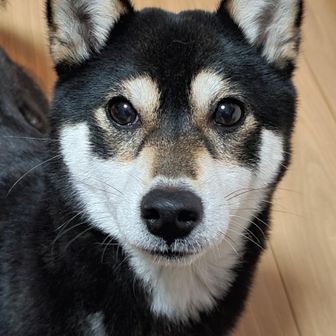    ☆😎 黒柴　☆