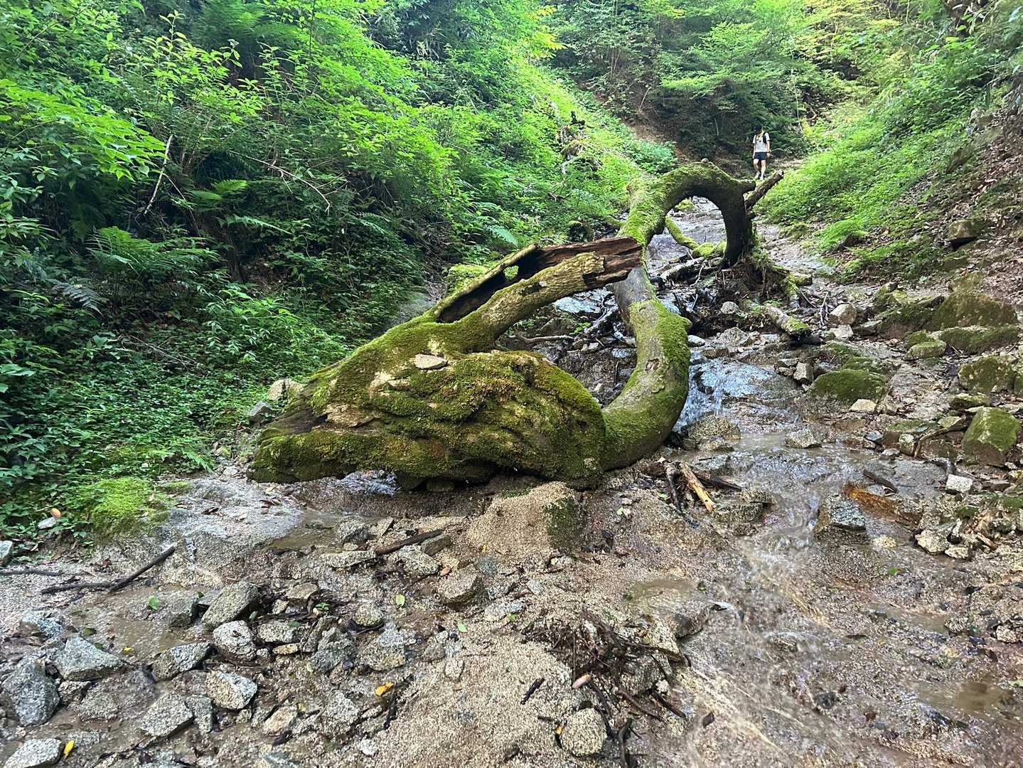 水越峠-金剛山 往復コースの写真