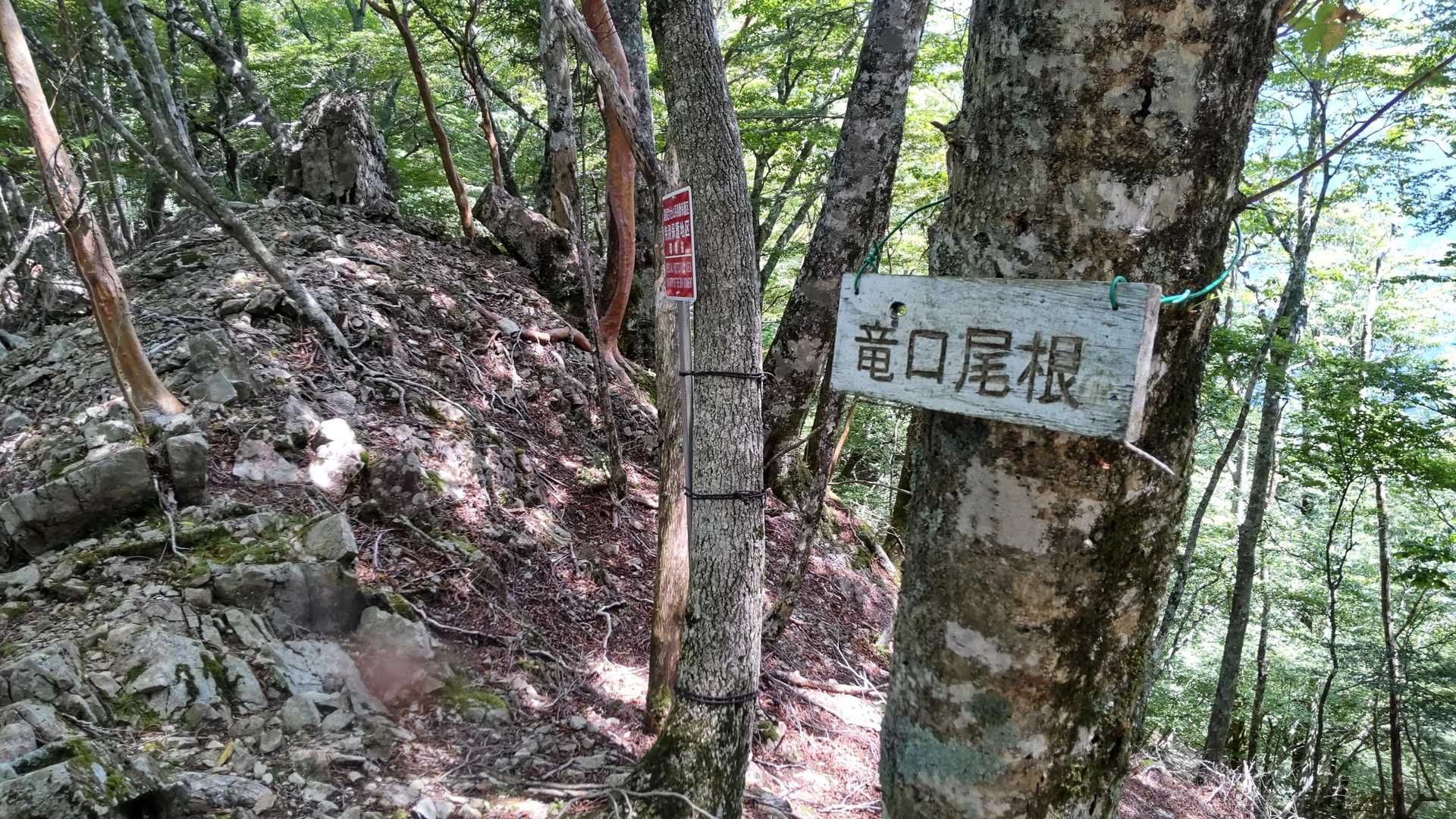 竜口尾根を進みます