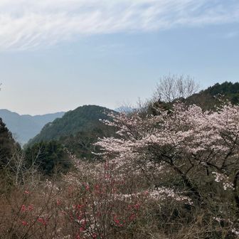 十二番札所付近の桜と三郡山を望む