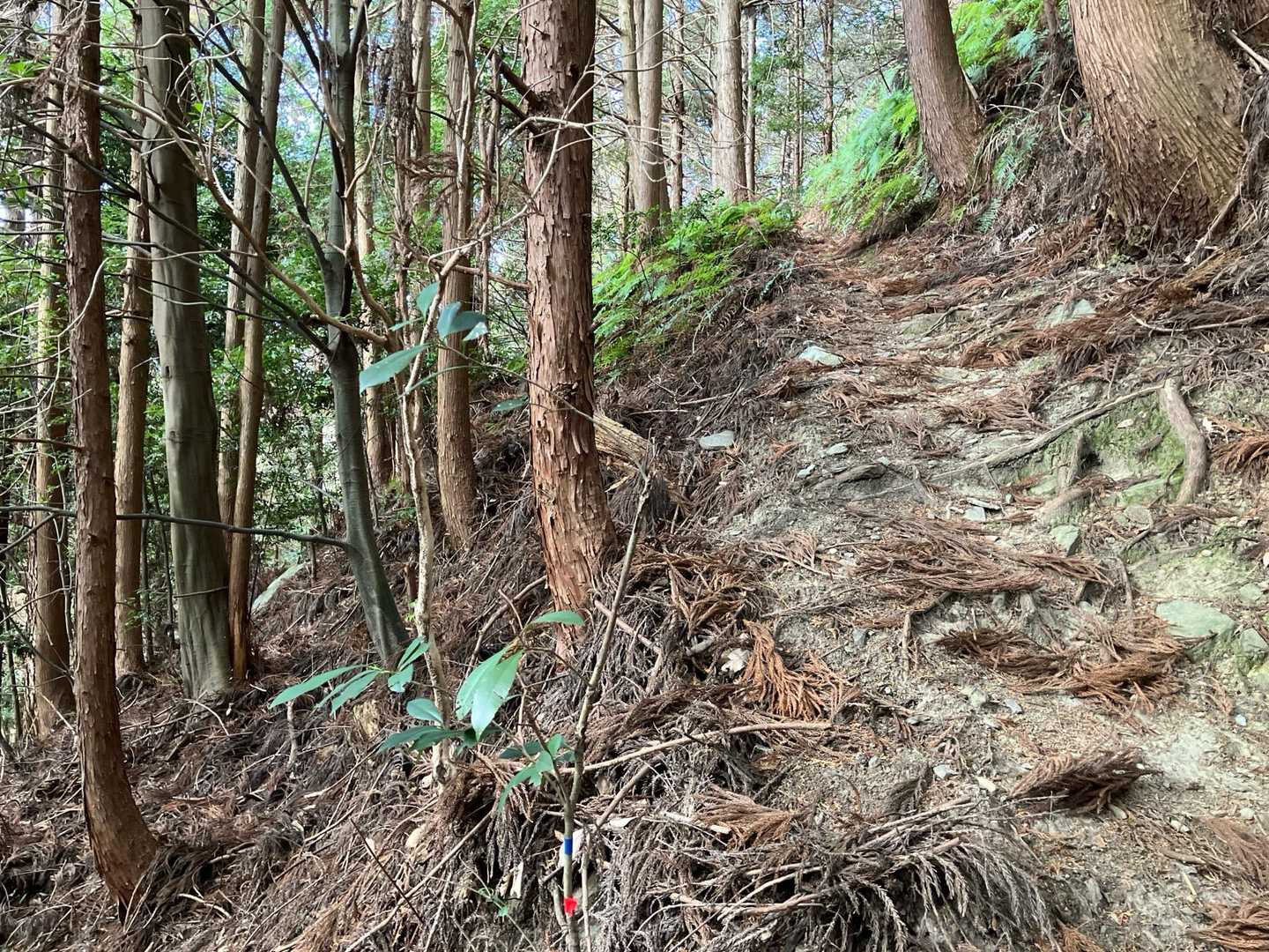 ちょっと降りて振り返って。
なんか急坂ですね？
