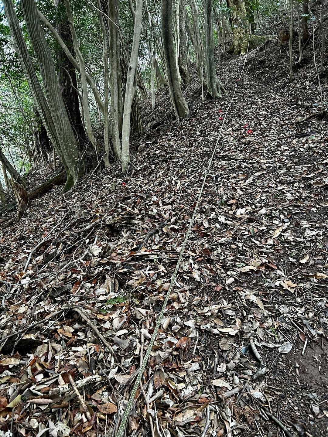 ここから、かなりな急登になりました
トラローブに助けてもらって
踏ん張って登ります