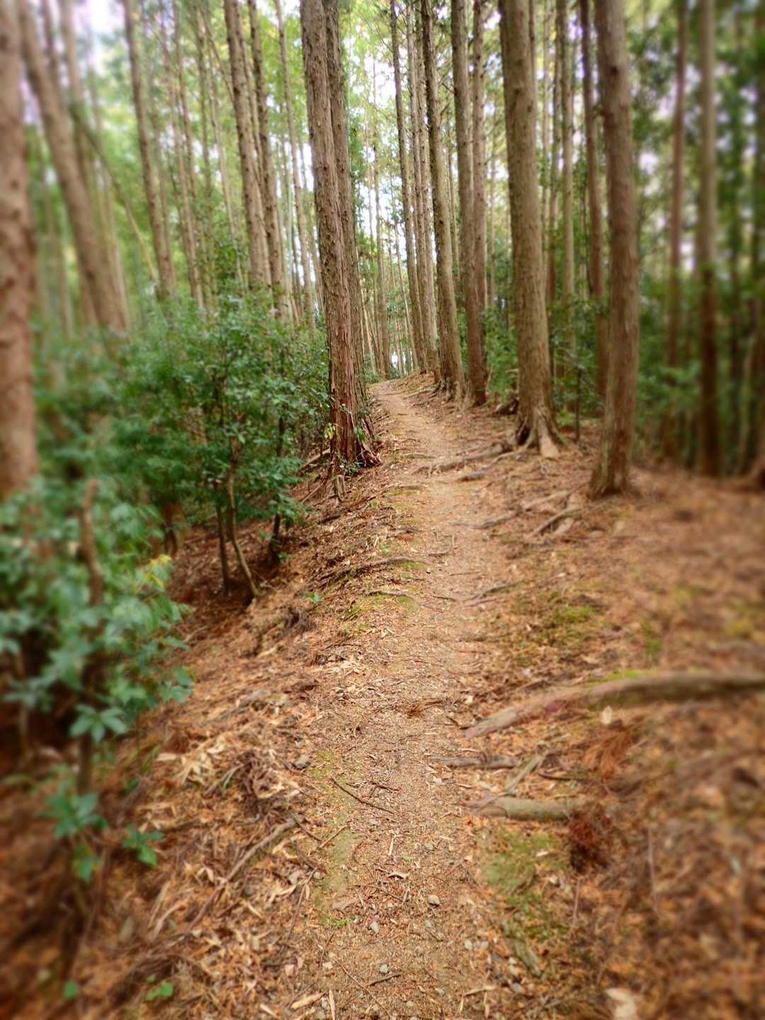 今回は、三角点や幻の大滝へは
行きませんでしたが満足する
山歩になりました😊