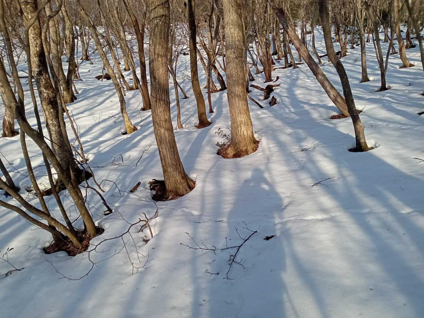 ソノド登山口-高塚山-ソノド 往復コースの写真