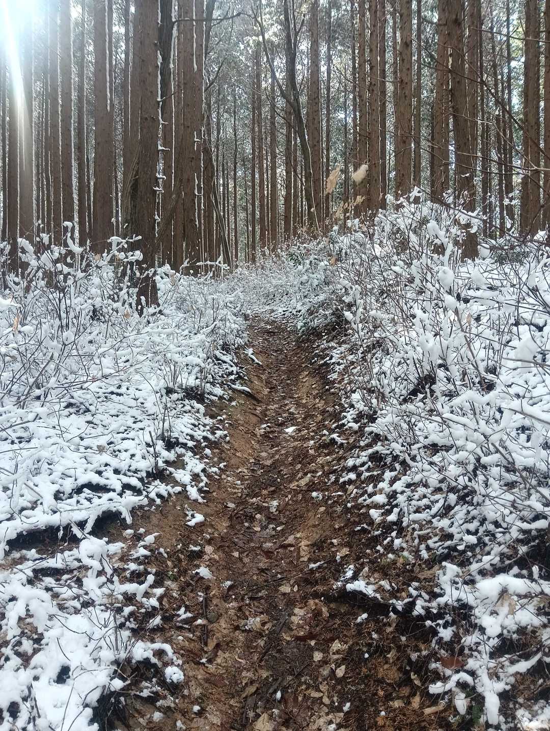 カンノ木山-鷹ノ巣山 周回コースの写真