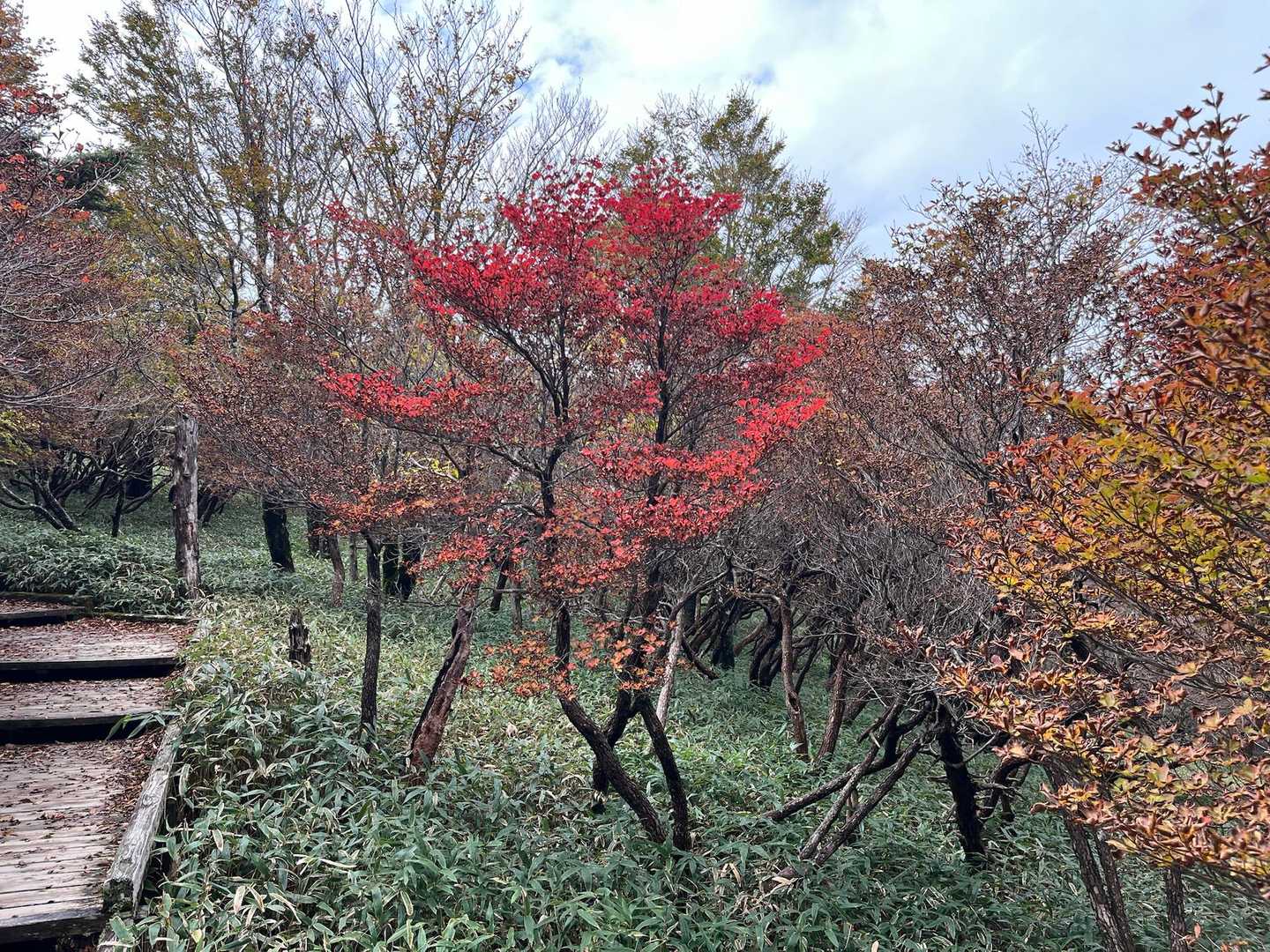 🍁紅葉を楽しみます