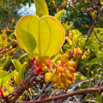 サルトリイバラの花と新芽