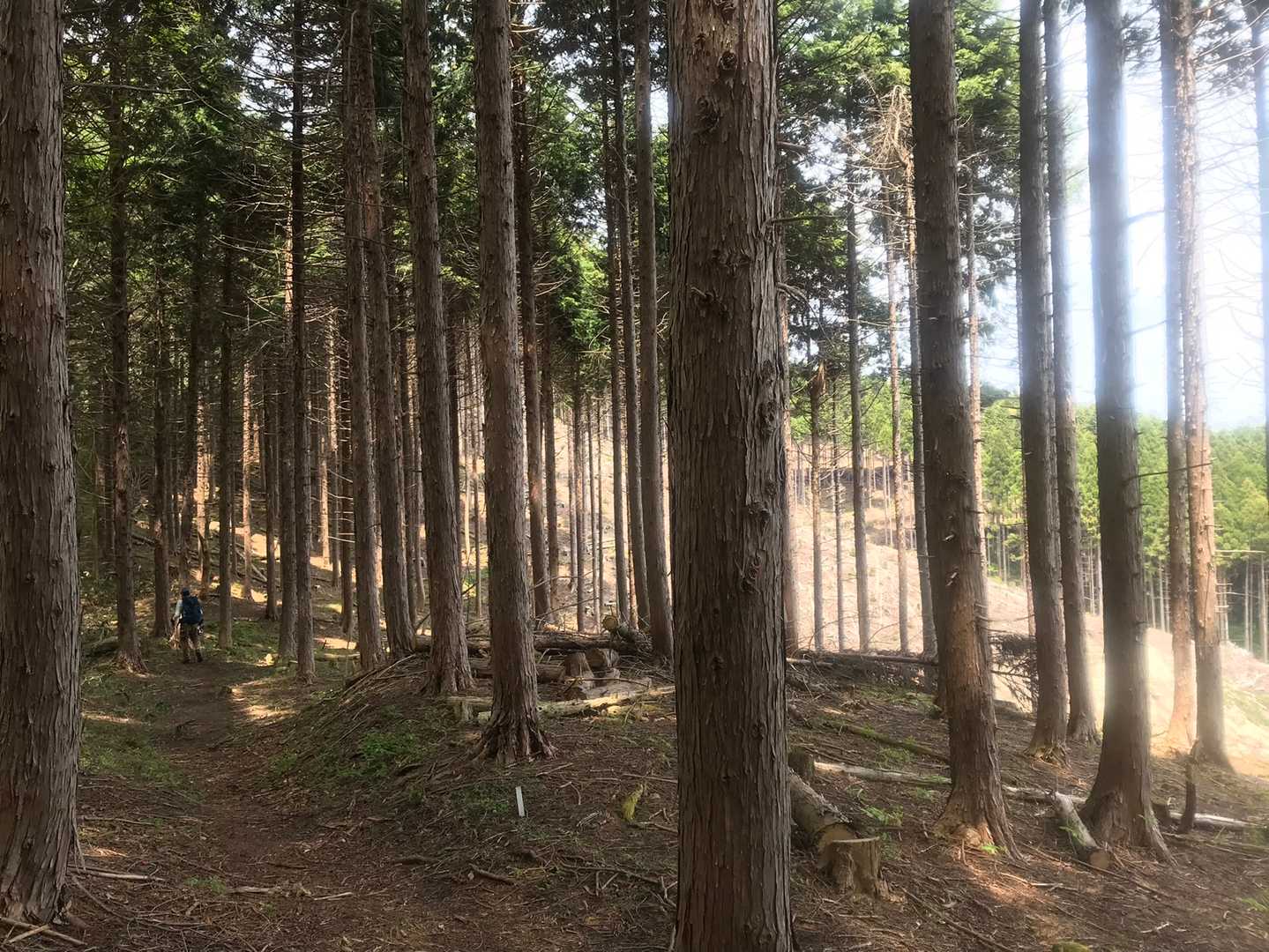 星山-扇山 往復コースの写真
