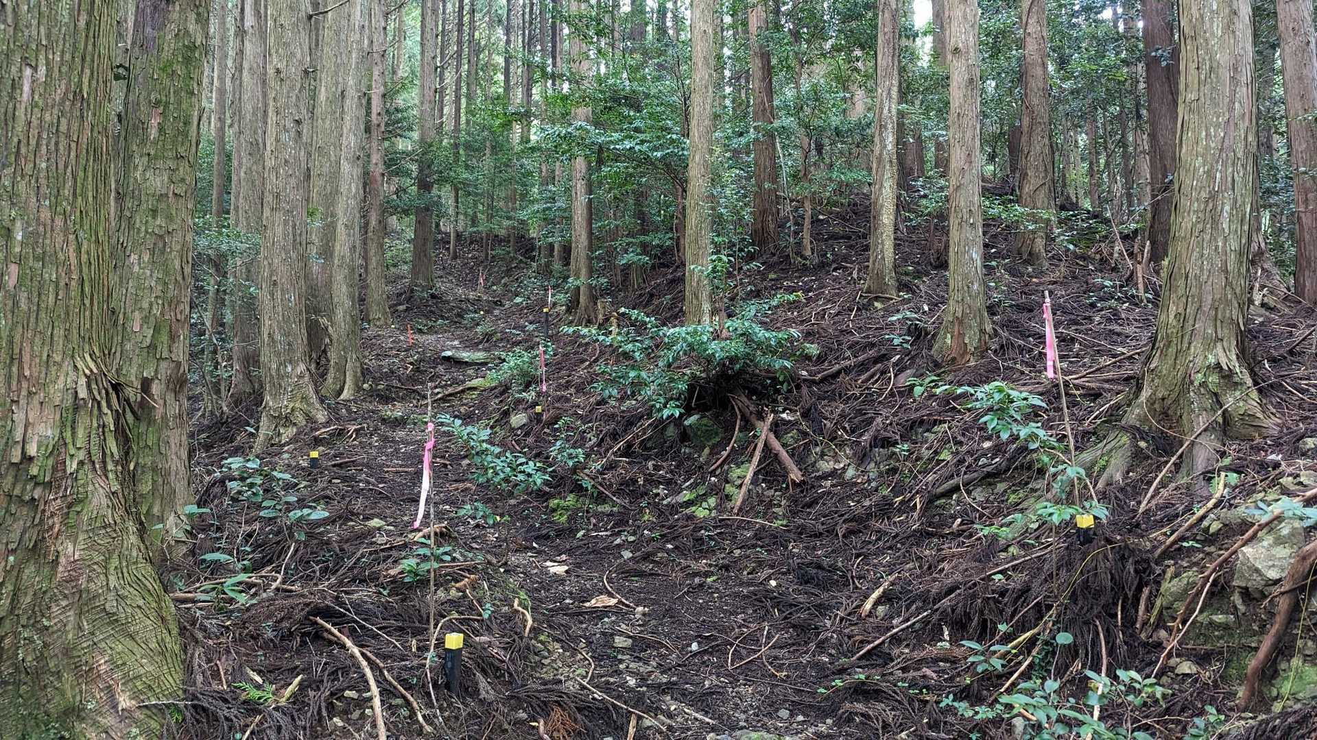 レースがあったんか?テープが沢山あり助かります。