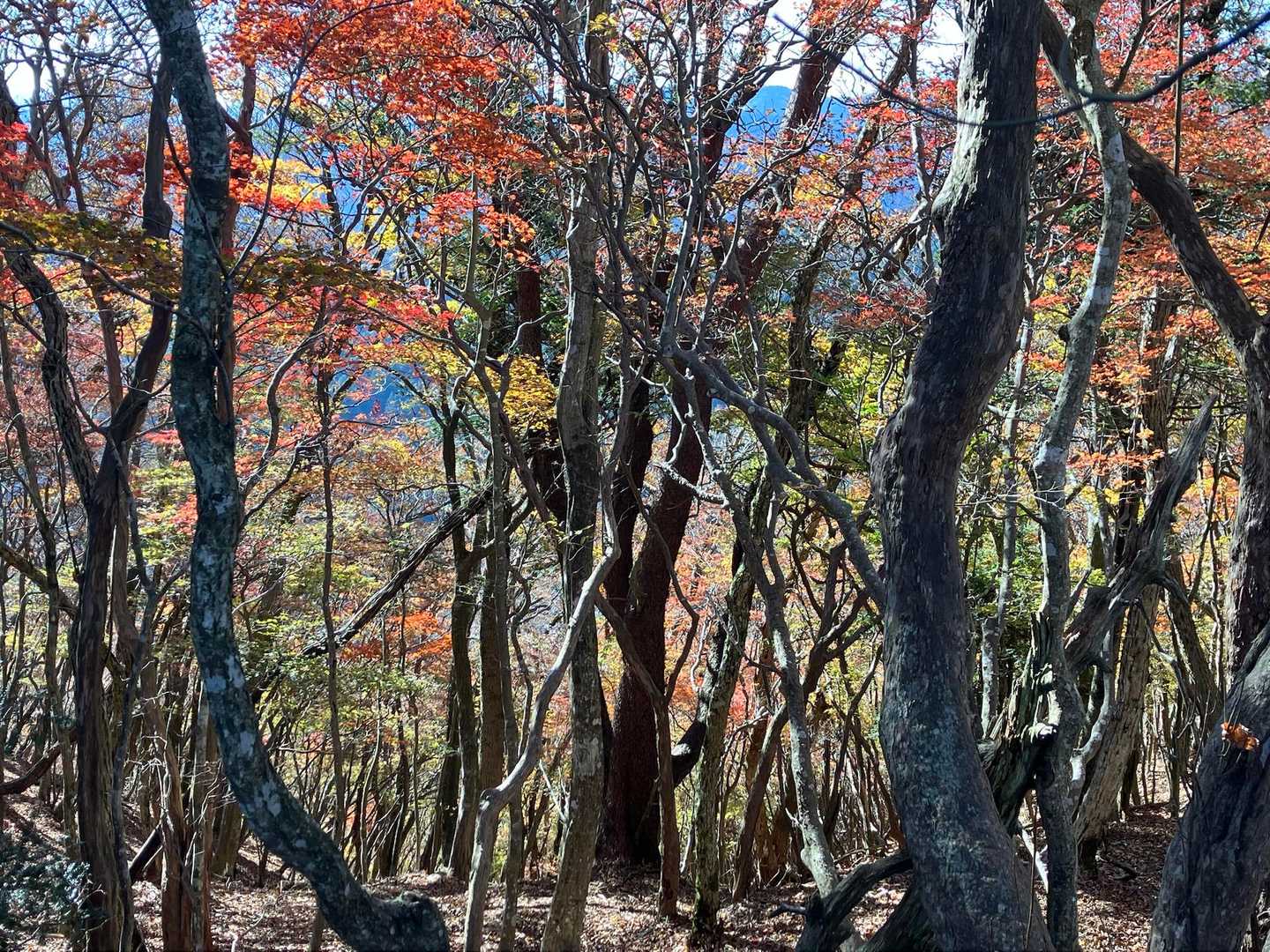 鷹巣山登山口-三ノ岳 周回コースの写真