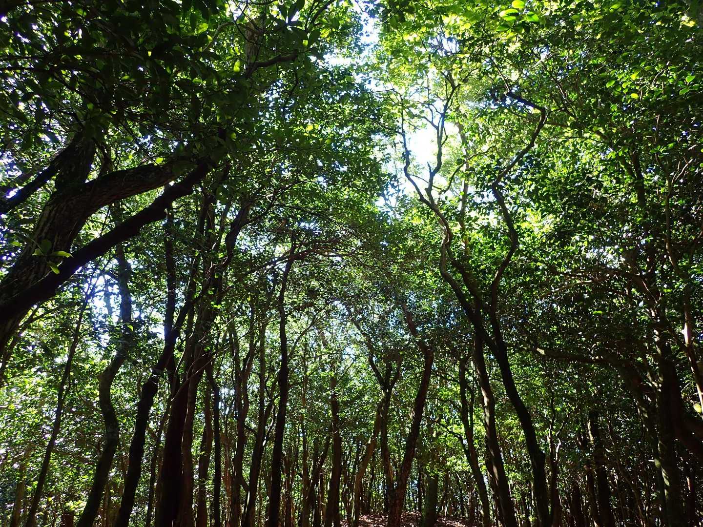 大好きな屏山までの縦走路🎵風も気持ちいい😆