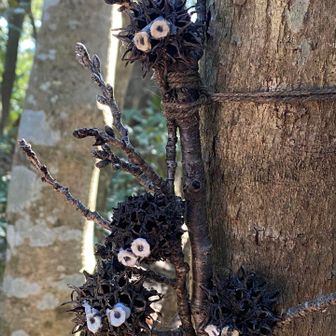 まっくろくろすけ