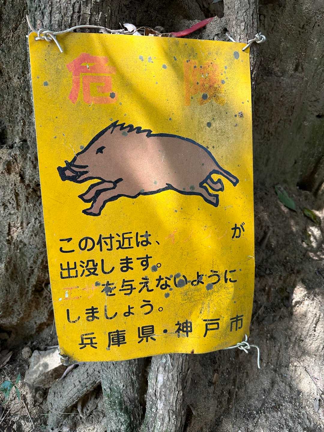 新幹線が止まる新神戸駅から15分なのに😅
イノシシが出るんですね💦