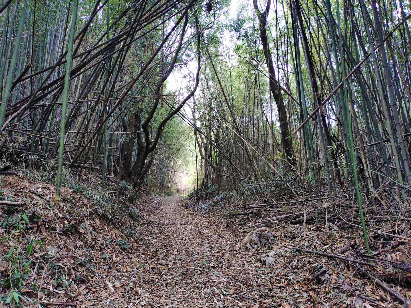 白山 往復コースの写真