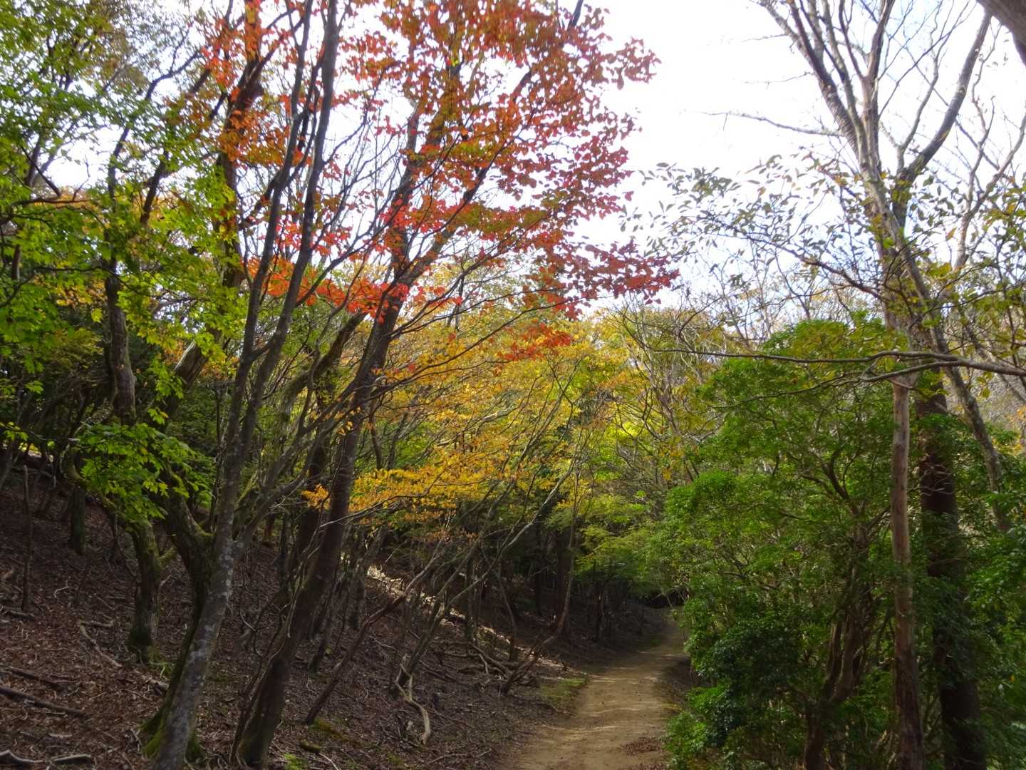 平尾登山口-経ヶ峰-経ヶ峰東峰 周回コースの写真