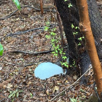 木の下になにかの泡🫧🫧🫧