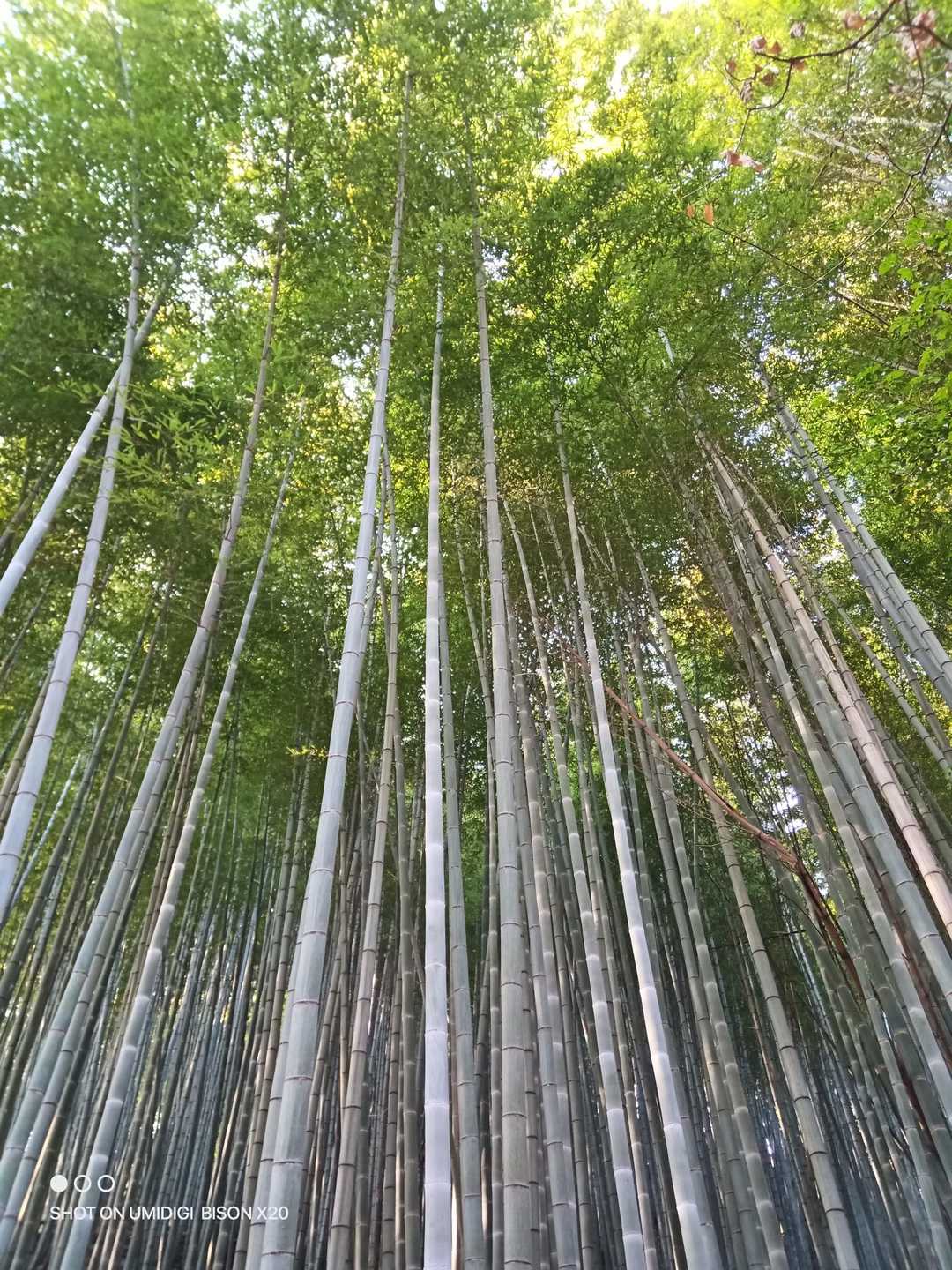 村積山 往復コースの写真