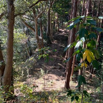 丸太で階段が整備されてます