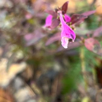 山友さんが見つけた花
なにかわからない。。
葉っぱもちゃんととればよかった
わかる人おしえてね、