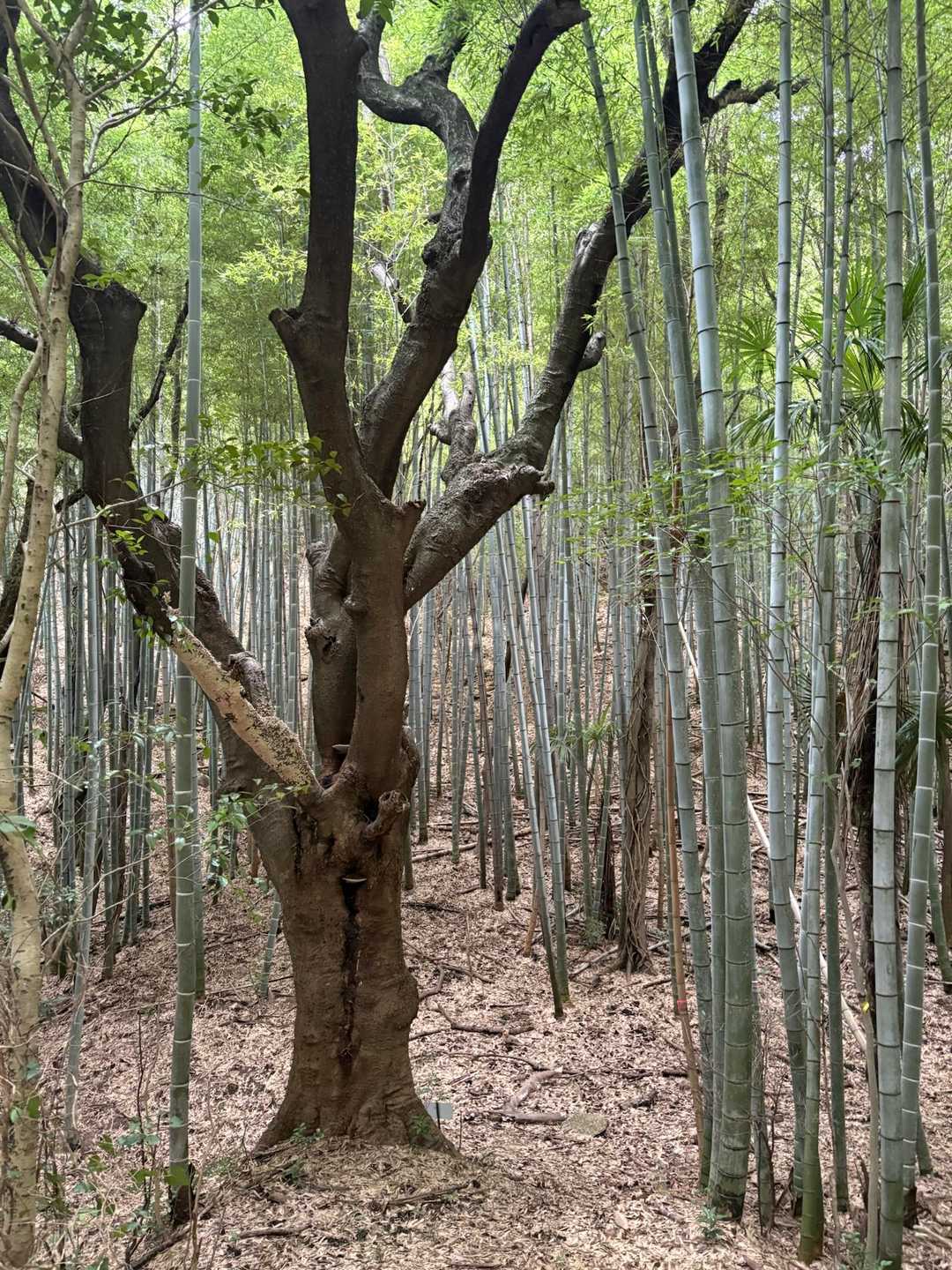 沙美峠-竜王山 往復コースの写真