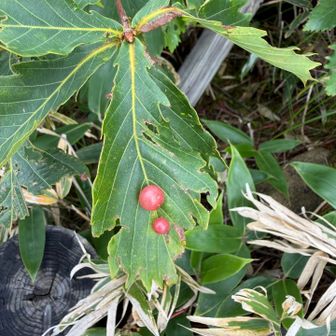 虫えい？虫こぶ？
何かの卵かと思った😳！