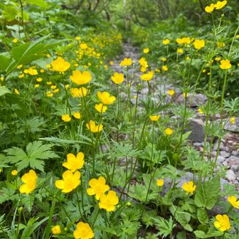 槍平小屋のミヤマキンポウゲ回廊🌼