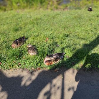 なおち