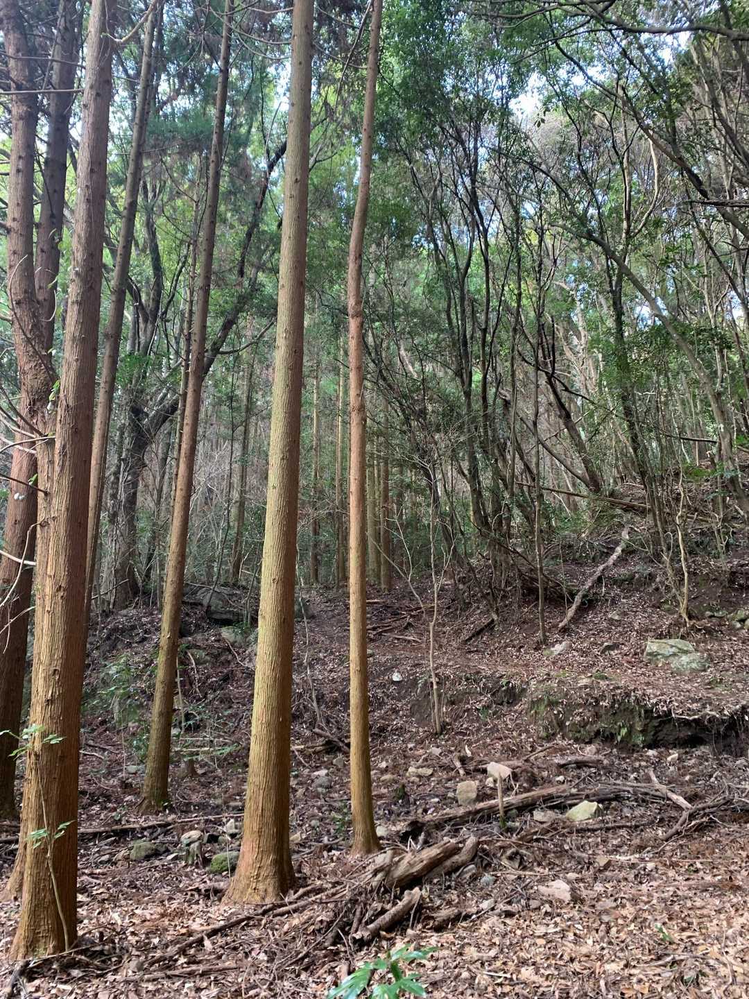気持ちいい道が続きます🌲