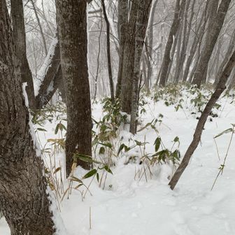 まだまだ積雪少ないな
