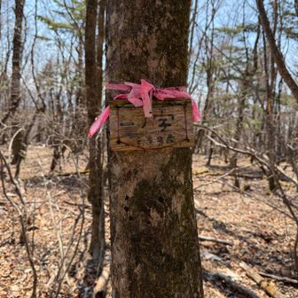 一の字山。コース外ですがピンクテープあり。