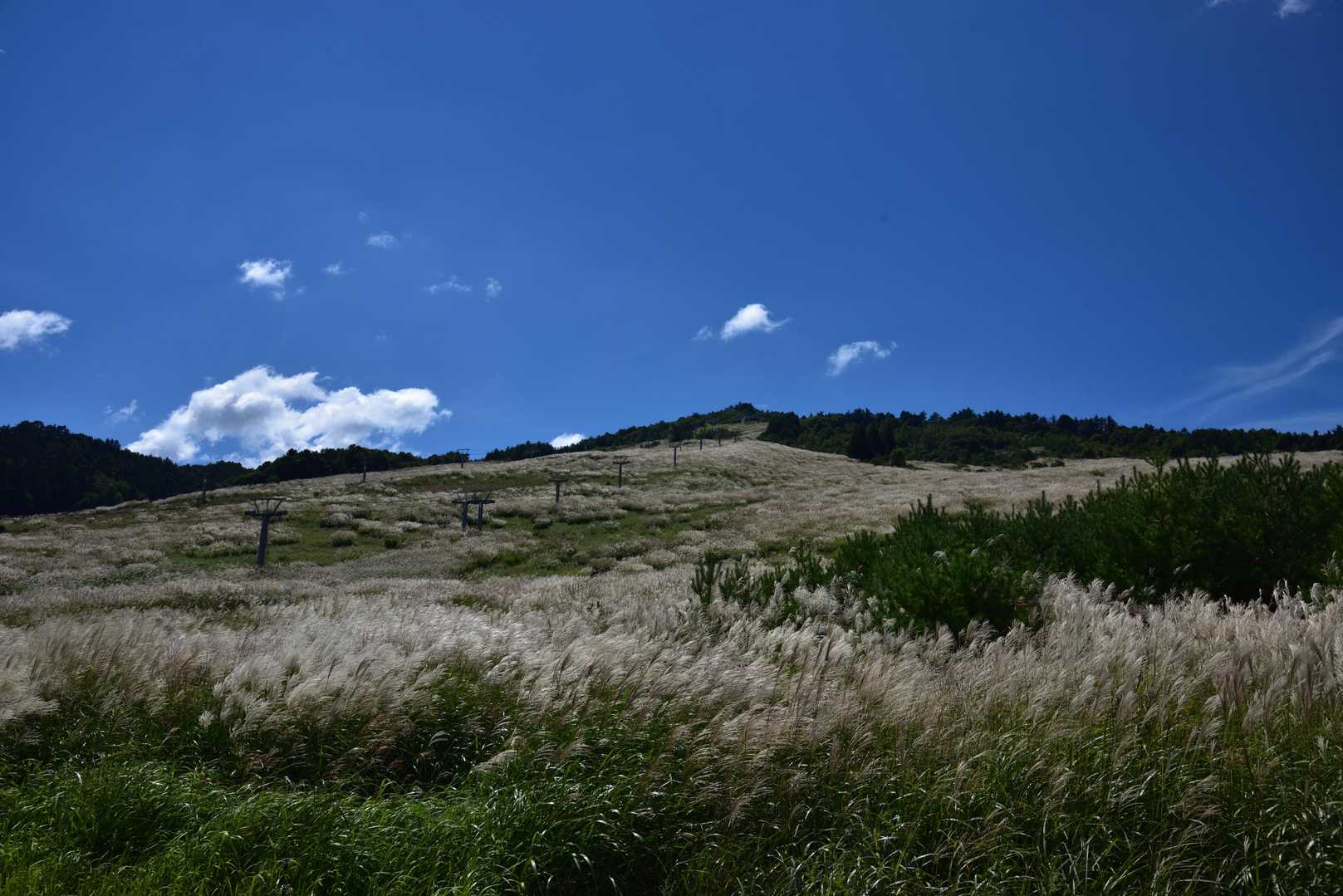 下山後、ゲレンデを望む。
背丈以上あるススキが綺麗に風にたなびく光景に秋を感じる。
朝から吹いてくれれば......