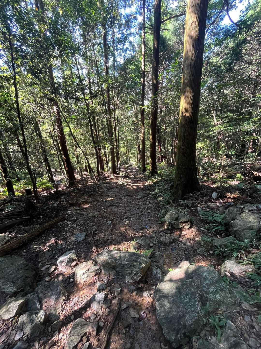 山登りっぽくなってきた…
不規則な足さばきが足首に響く😖