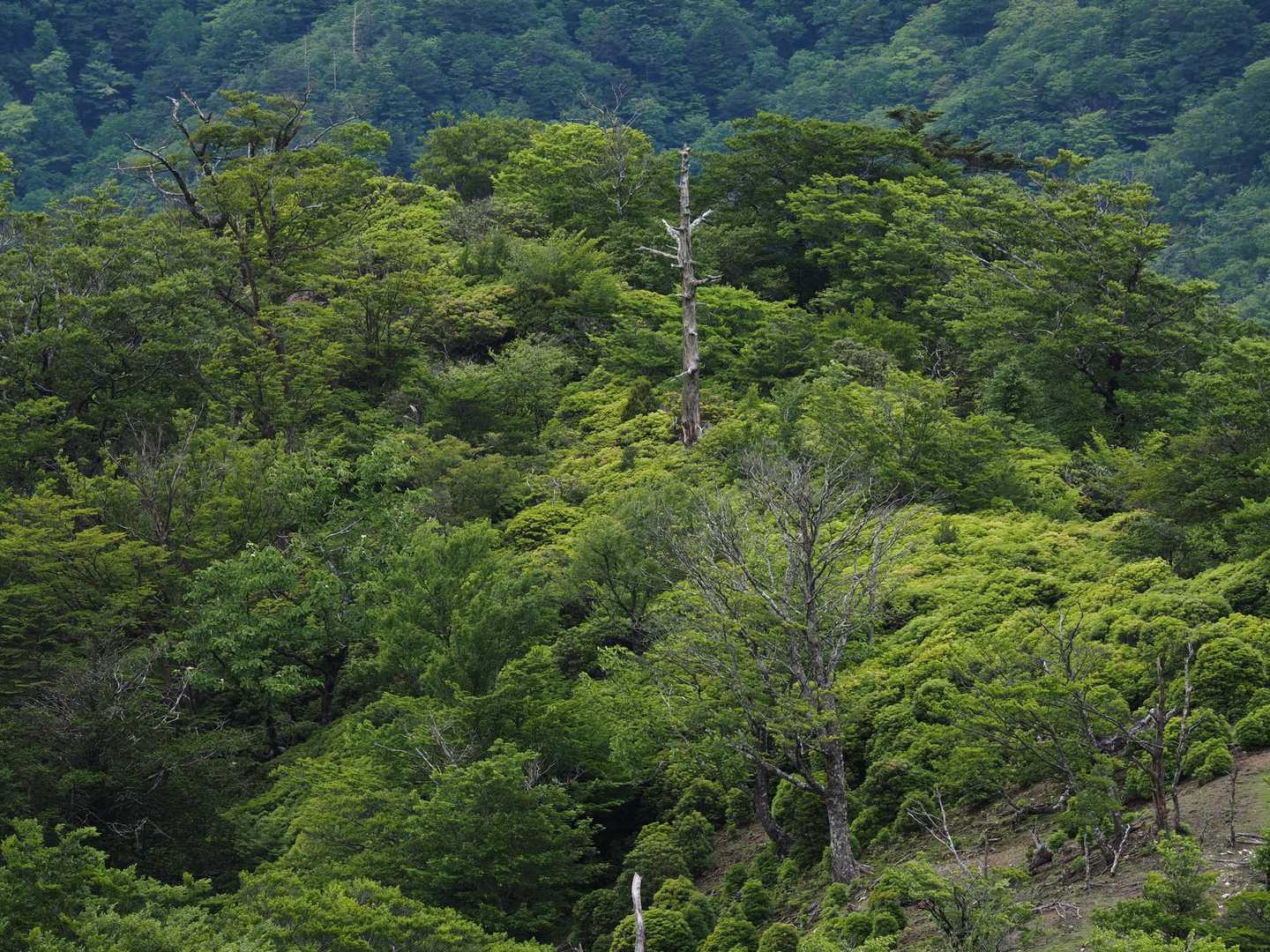 大河内越-三方岳 往復コースの写真