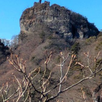 プチッと丁須の頭ハンマーヘッド🔨