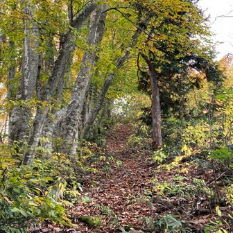 下山は編笠方面へ。
黄葉のトンネルはもう一息だった…
