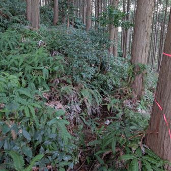 ピンテはあるけど今回最難関の道かも😨