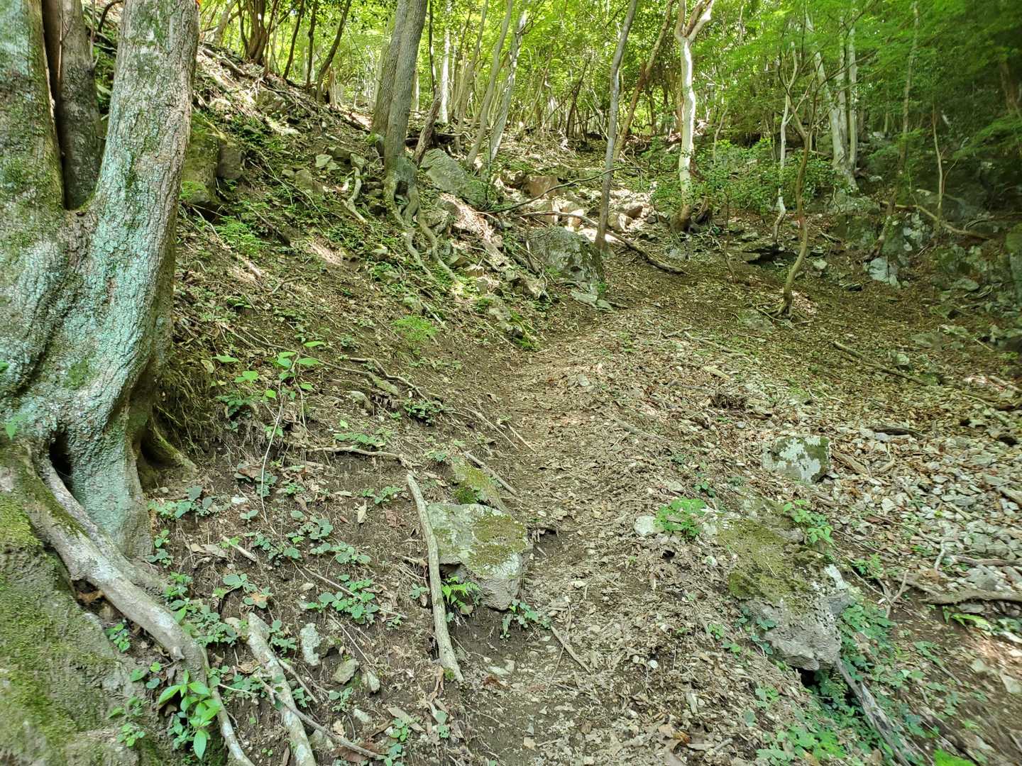 赤桶登山口-若宮峠-栗ノ木岳 往復コースの写真