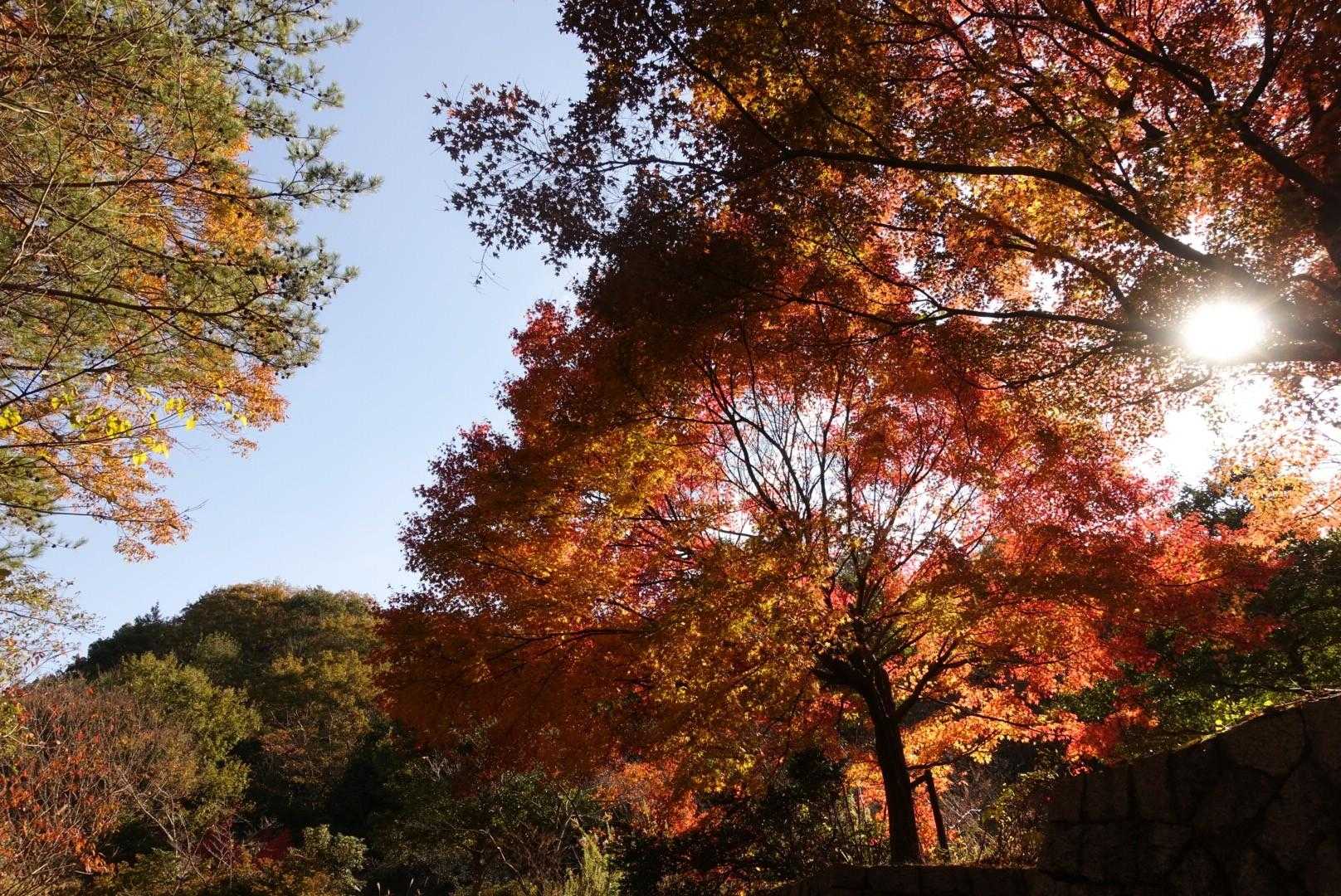 里の紅葉は今ですね