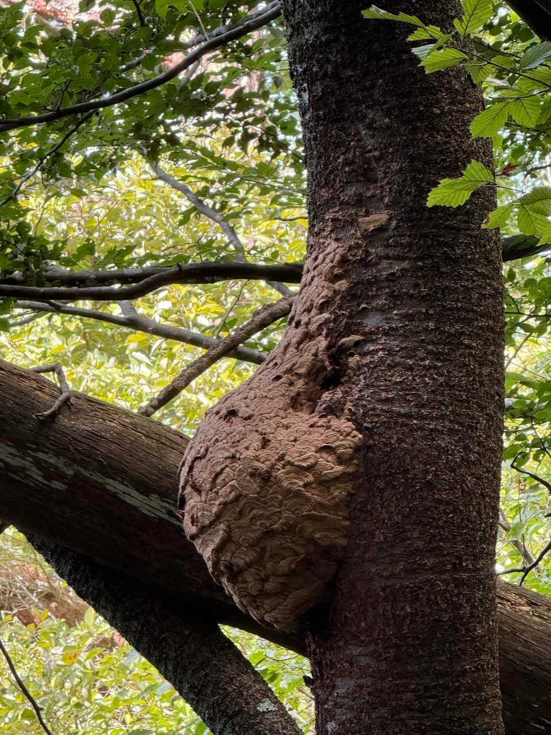 蜂の巣🐝