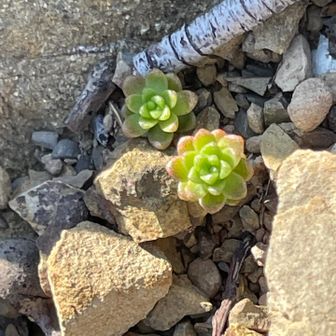 なんかの多肉植物🪴