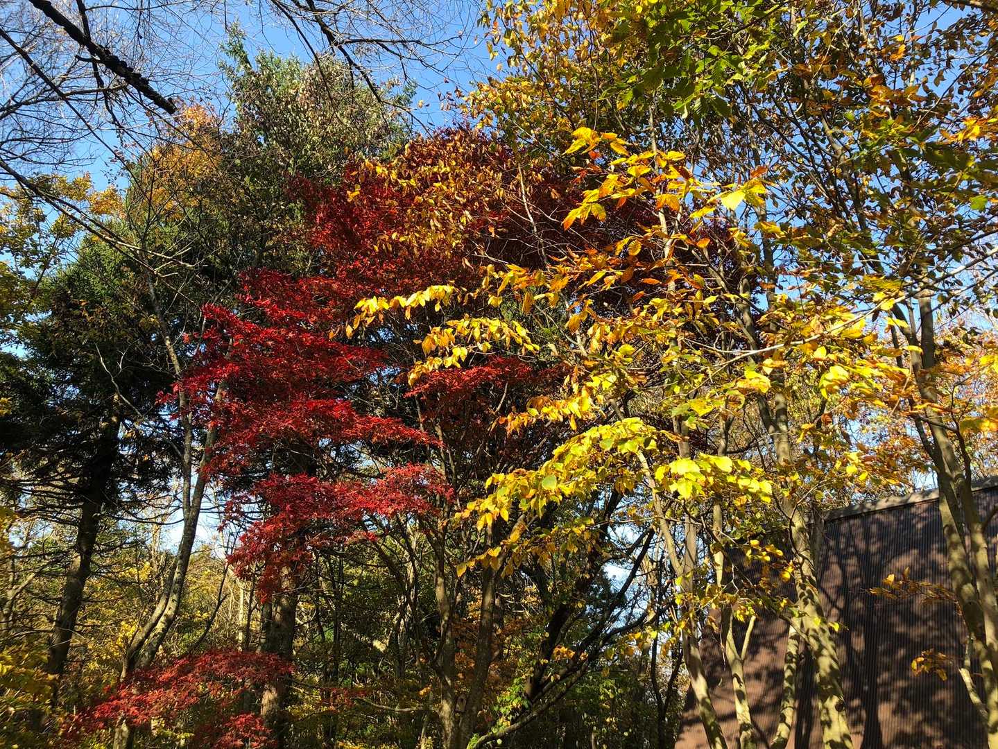 山頂園地の紅葉