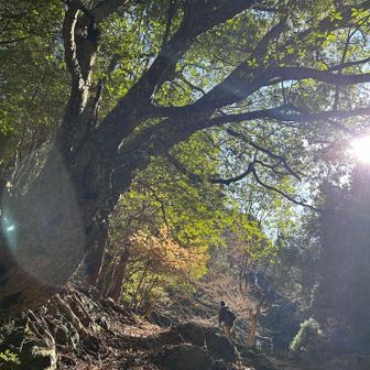 3号目上のいつものカゴノキにもご挨拶
ココ好きなんだ😍
☀️の差込むこの景色は格別

カバー写真に
