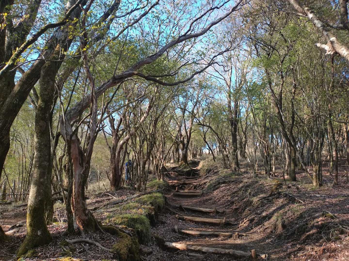 十里木高原バス停-越前岳-呼子岳 往復コースの写真