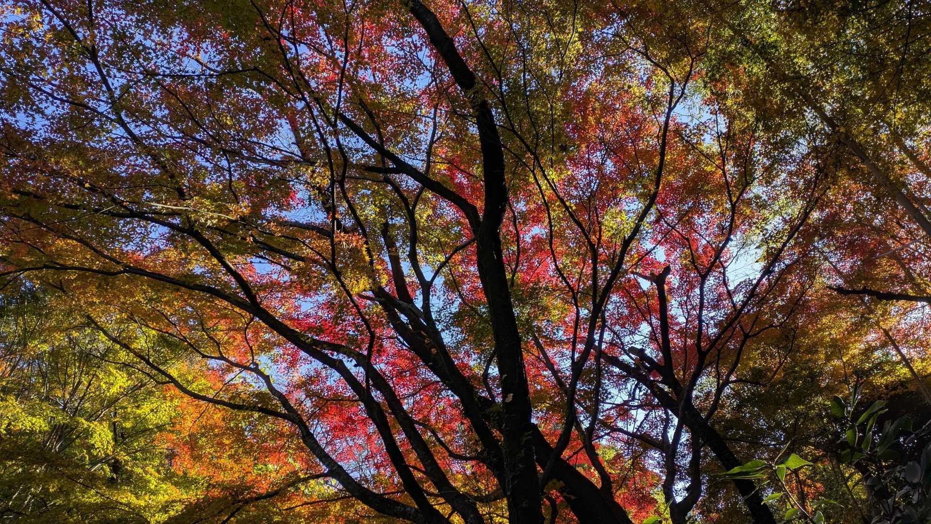清水寺-清水山-清水山-古僧都山 周回コースの写真