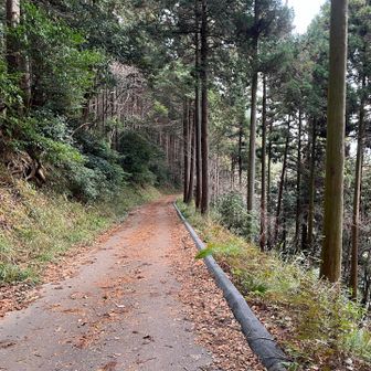 こんな林道あったっけ？笑